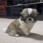 こむぎの写真1枚目