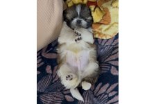 こむぎの写真2枚目