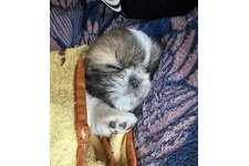 こむぎの写真3枚目