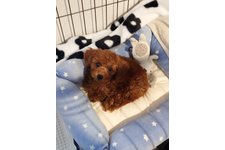 チョコの写真1枚目