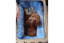 チョコの写真2枚目