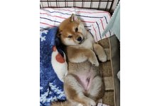 陽（ハル）の写真1