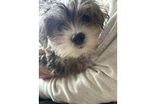 ソラの写真1枚目