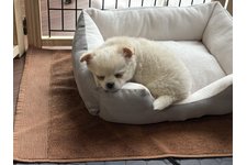 シフォンの写真1