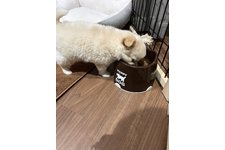 シフォンの写真2