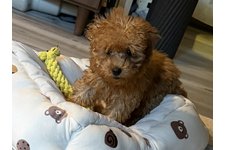 風(ふう)の写真1