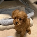 風(ふう)の写真3