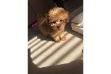 風(ふう)の写真4