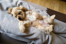 RIZZの写真1枚目