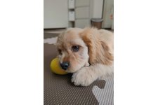 RIZZの写真2枚目