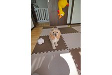 RIZZの写真4枚目