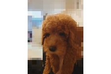 プティの写真1枚目