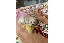 そらまめの写真1枚目