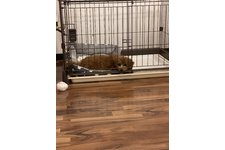 ノアの写真1枚目