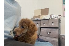 ノアの写真2枚目