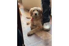 シュシュの写真1