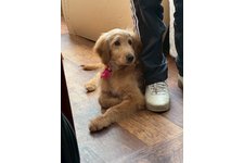 シュシュの写真2