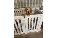 シュシュの写真3