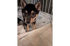 なでしこの写真1