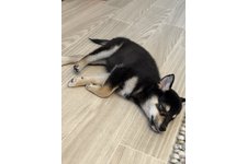 なでしこの写真2