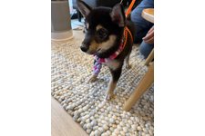 なでしこの写真3