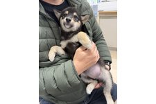 なでしこの写真4