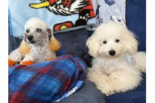 シュシュの写真2