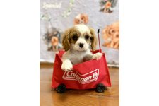 コシロウの写真1