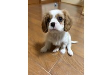 コシロウの写真2