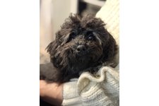 モフリシャスの写真1