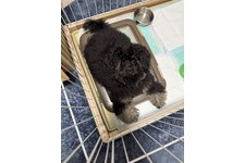 モフリシャスの写真2