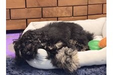 モフリシャスの写真3