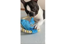 ミントの写真1枚目