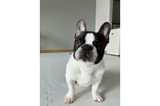 ミントの写真2枚目