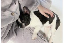 ミントの写真4枚目