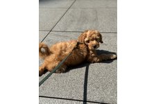 バイロンの写真1