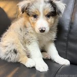 ぽちの写真1枚目