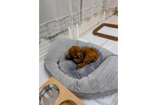 倫（りん）の写真1