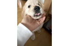 しんじろうの写真1