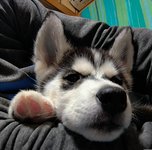 ちょびたろうの写真1