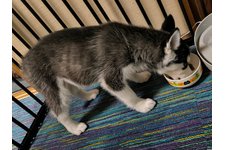 ちょびたろうの写真2