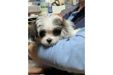 シナモンの写真3