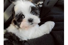 ぎゅちゃの写真1枚目