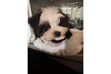 ぎゅちゃの写真2枚目