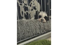 ぎゅちゃの写真3枚目