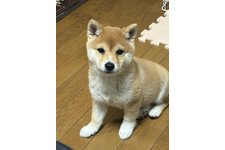 ちゃちゃ丸の写真1