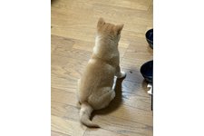 ちゃちゃ丸の写真2