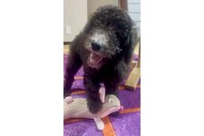 どらやきの写真2