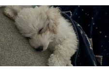 雪丸の写真1枚目