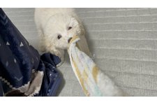 雪丸の写真2枚目